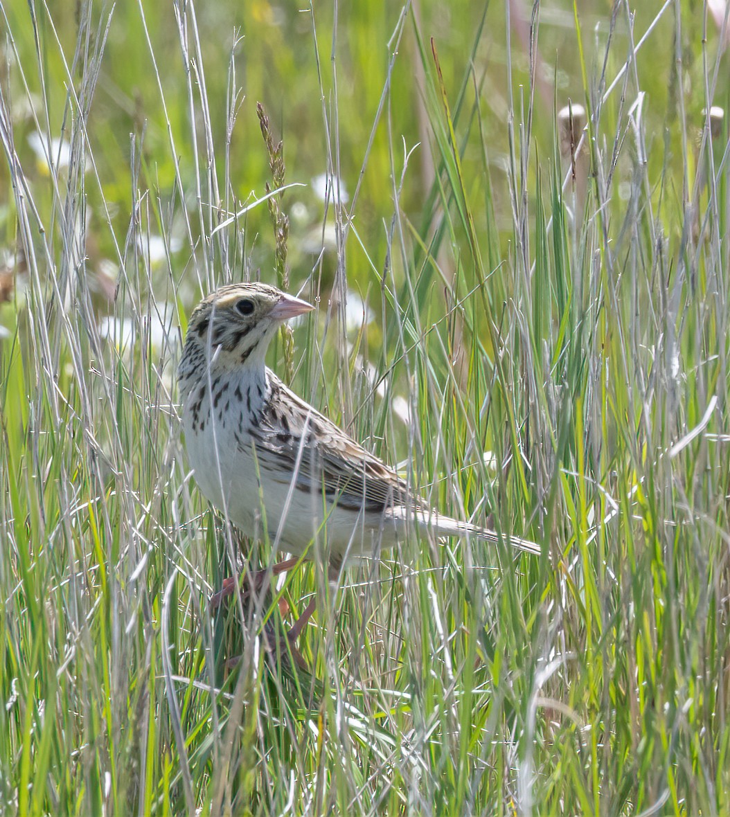 Baird's Sparrow - ML631463459
