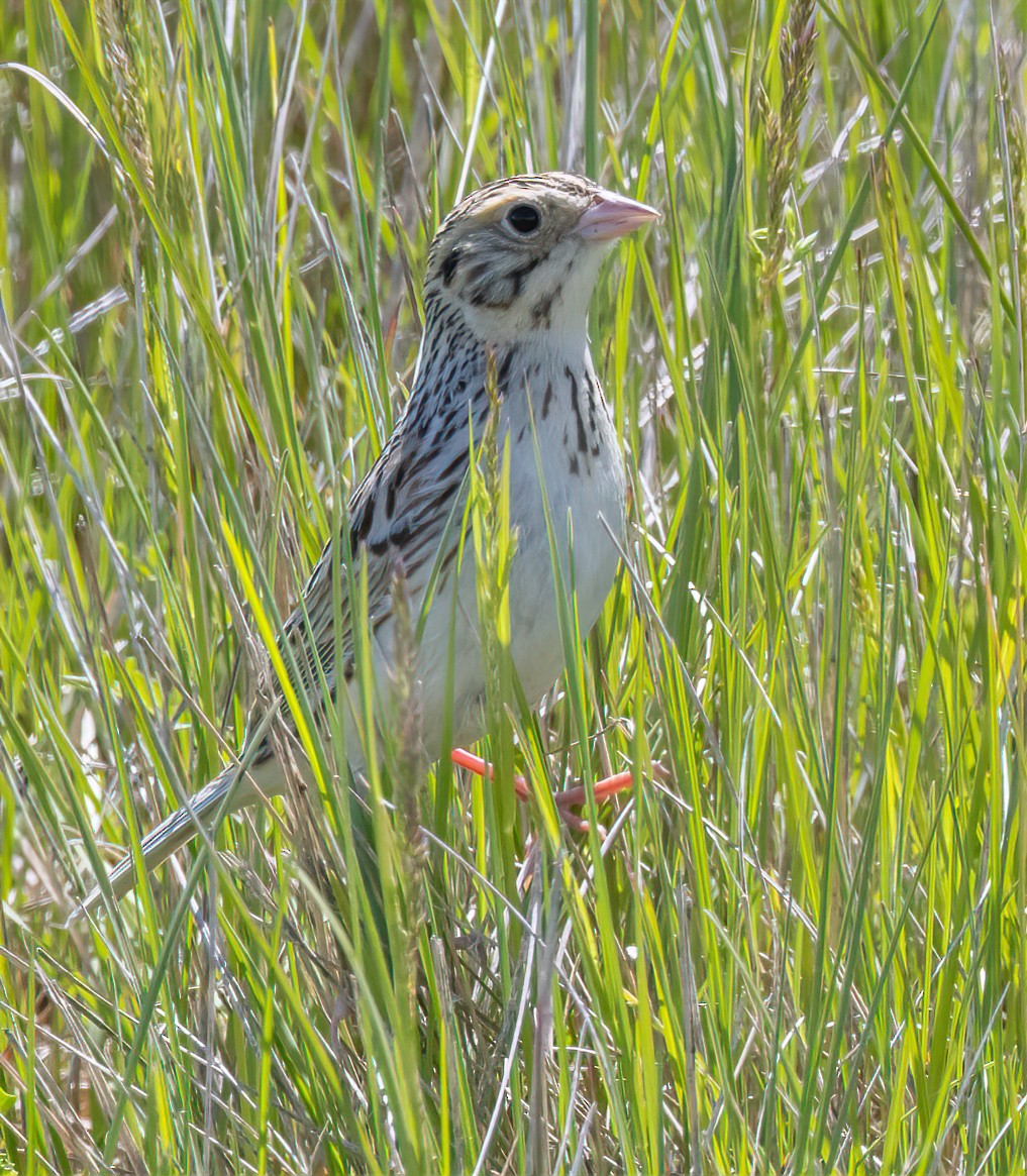 Baird's Sparrow - ML631463487