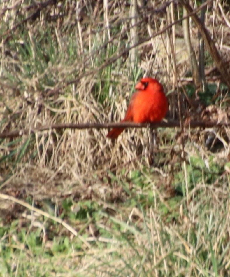 Northern Cardinal - ML631463488