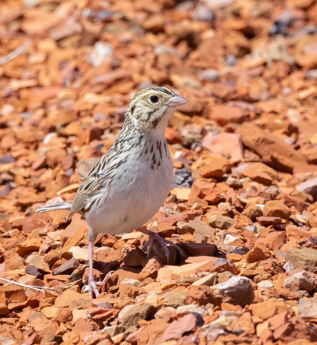 Baird's Sparrow - ML631463503