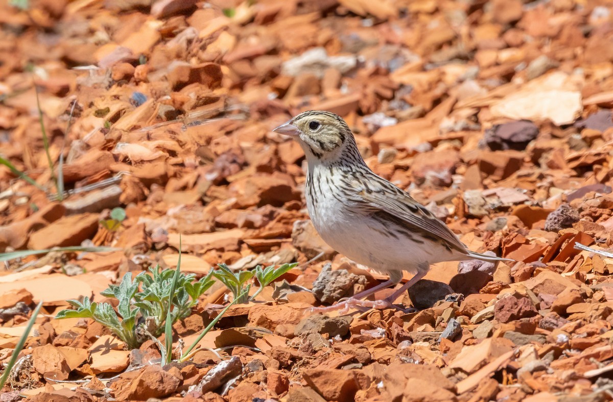 Baird's Sparrow - ML631463517