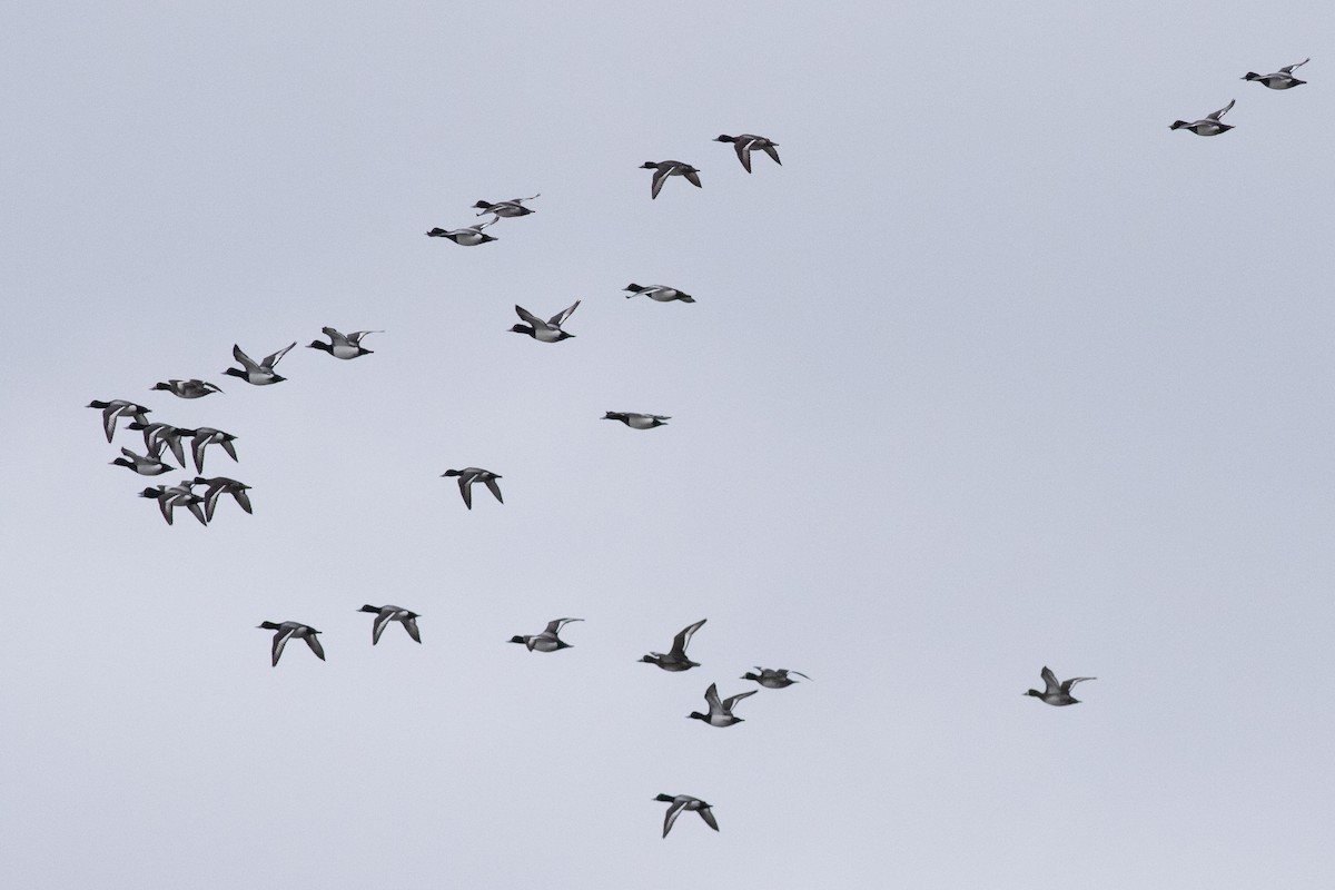 Greater Scaup - ML631463521