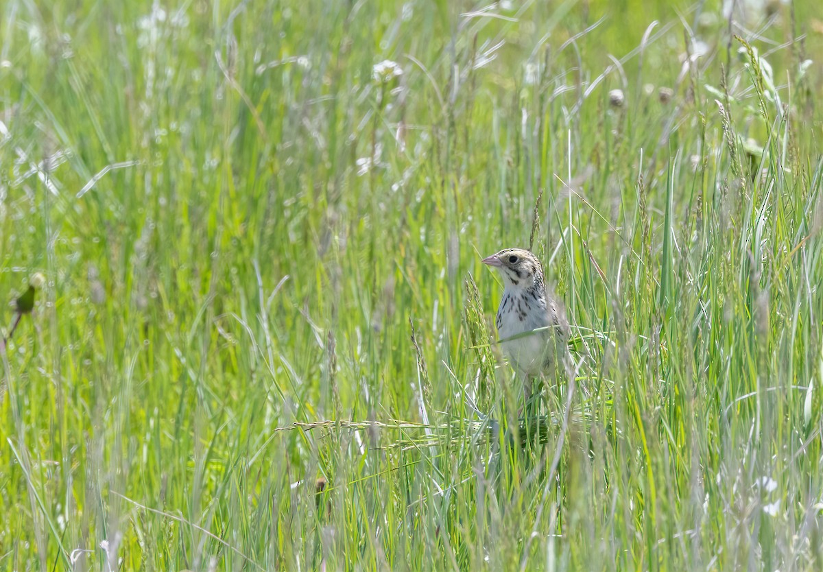 Baird's Sparrow - ML631463523