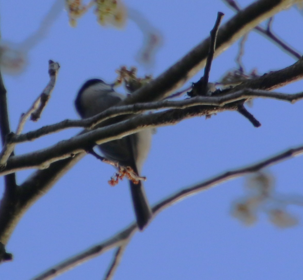 Carolina Chickadee - ML631463579