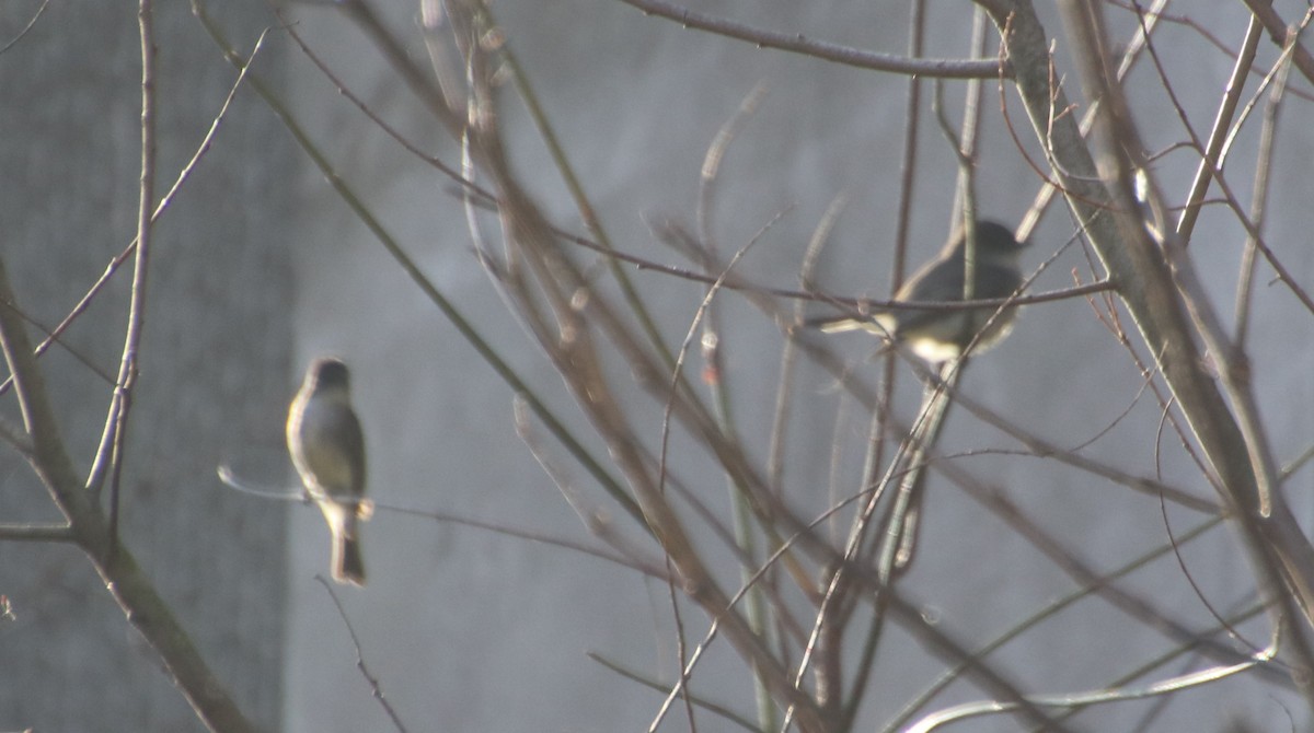 Eastern Phoebe - ML631463625