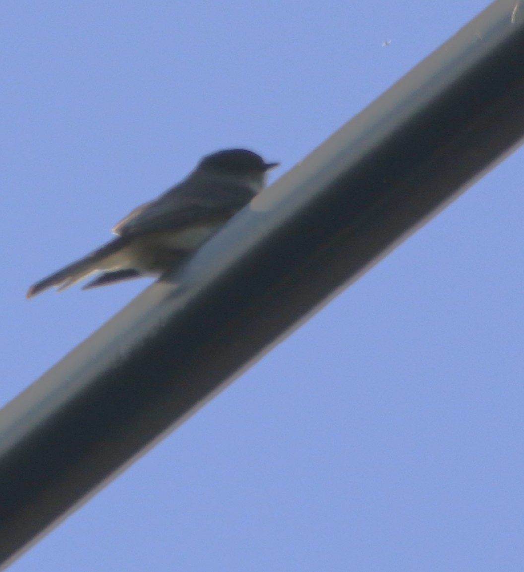 Eastern Phoebe - ML631463658