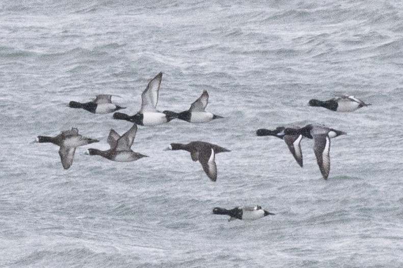 Greater Scaup - ML631463773