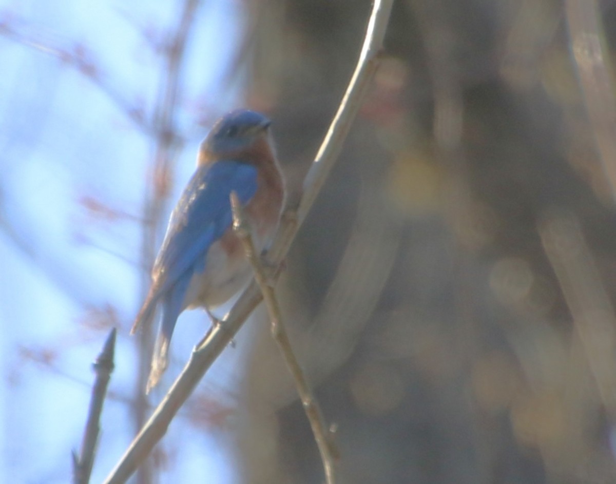 Eastern Bluebird - ML631463776
