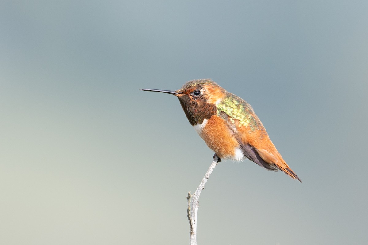 Allen's Hummingbird - ML631463809