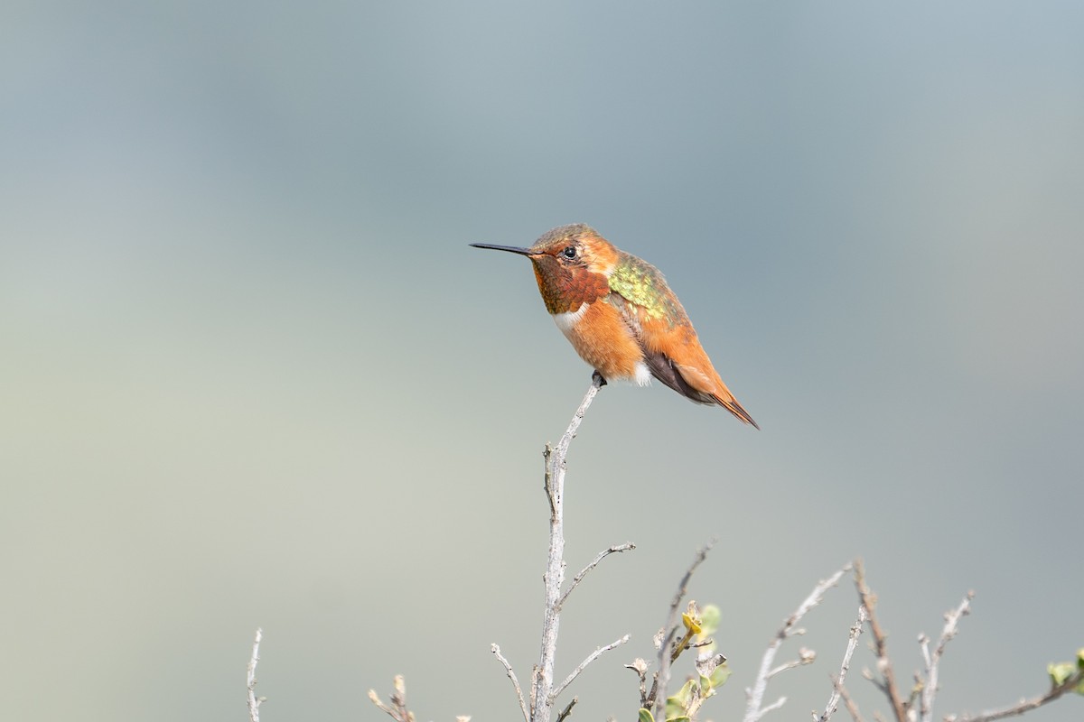 Allen's Hummingbird - ML631463810