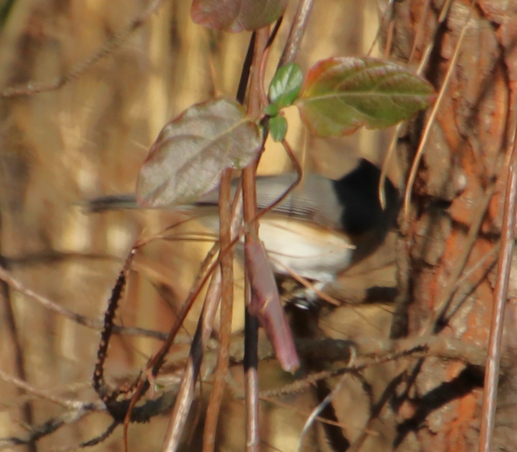 Tufted Titmouse - ML631463832