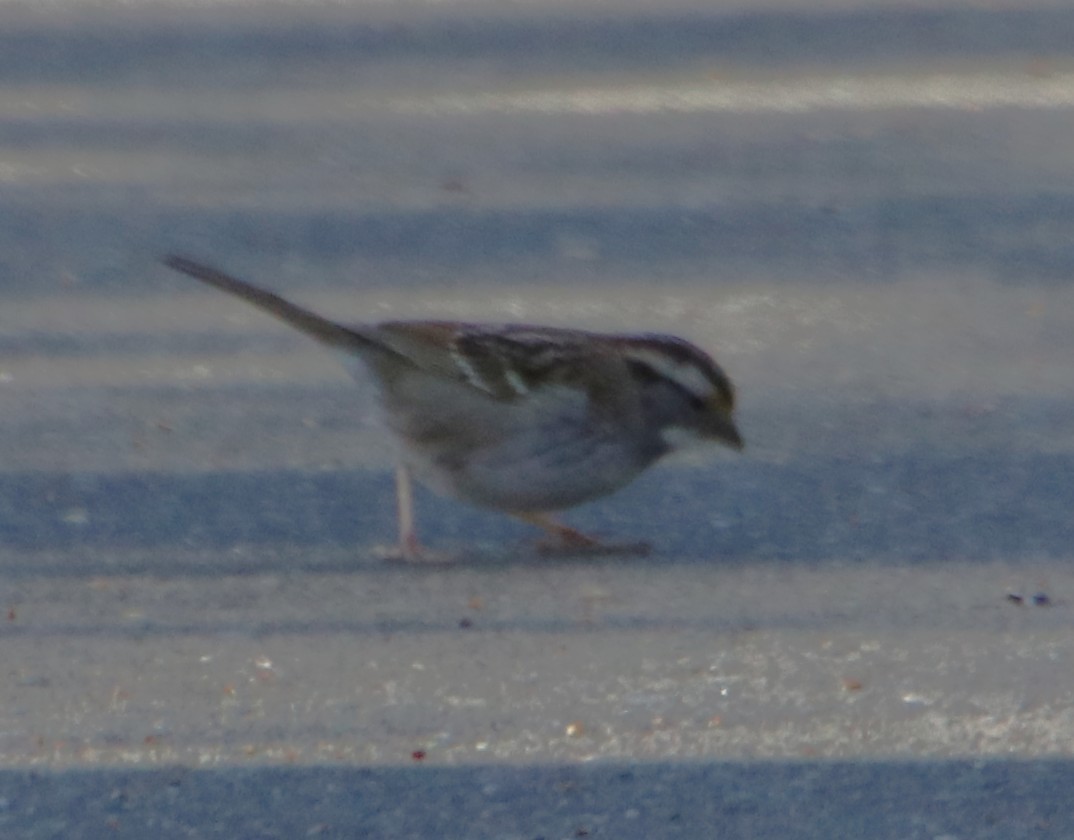 White-throated Sparrow - ML631463873