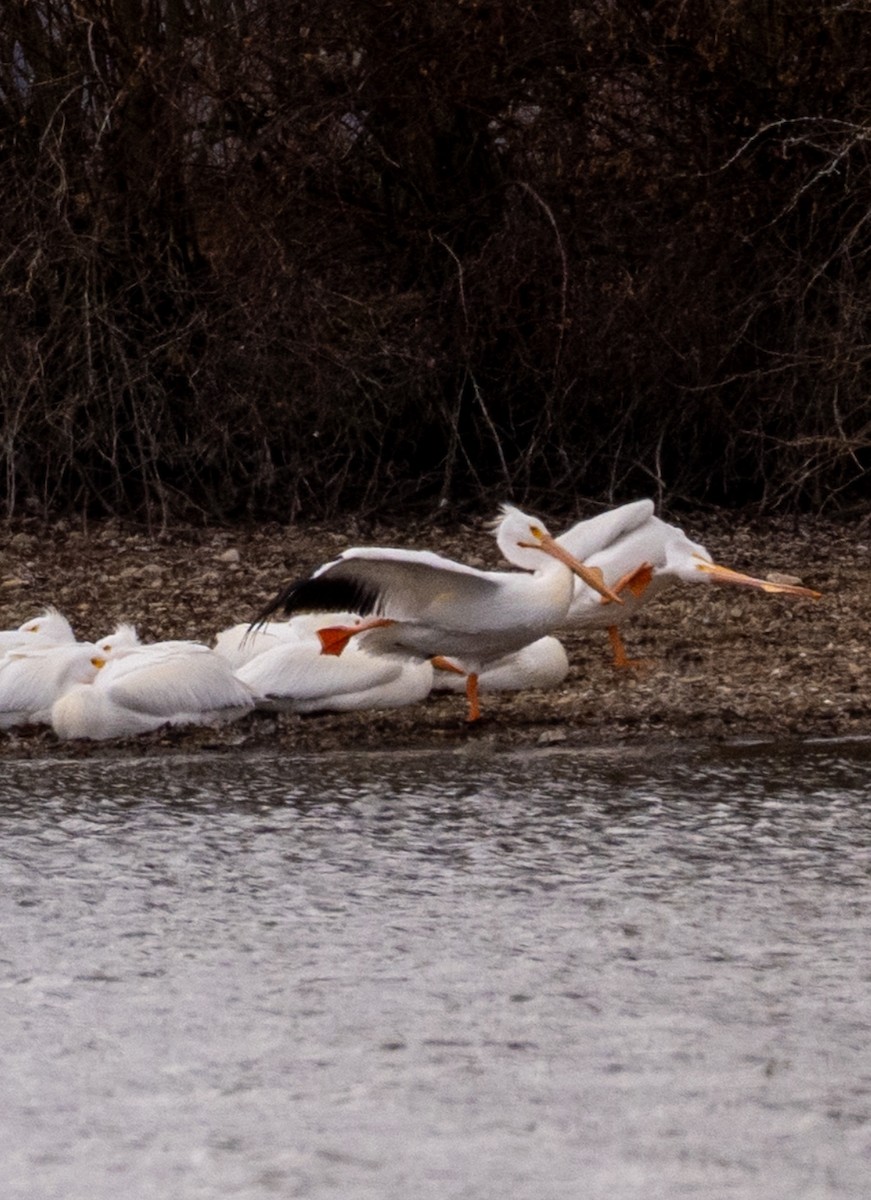 American White Pelican - ML631463914
