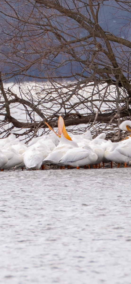 American White Pelican - ML631463915