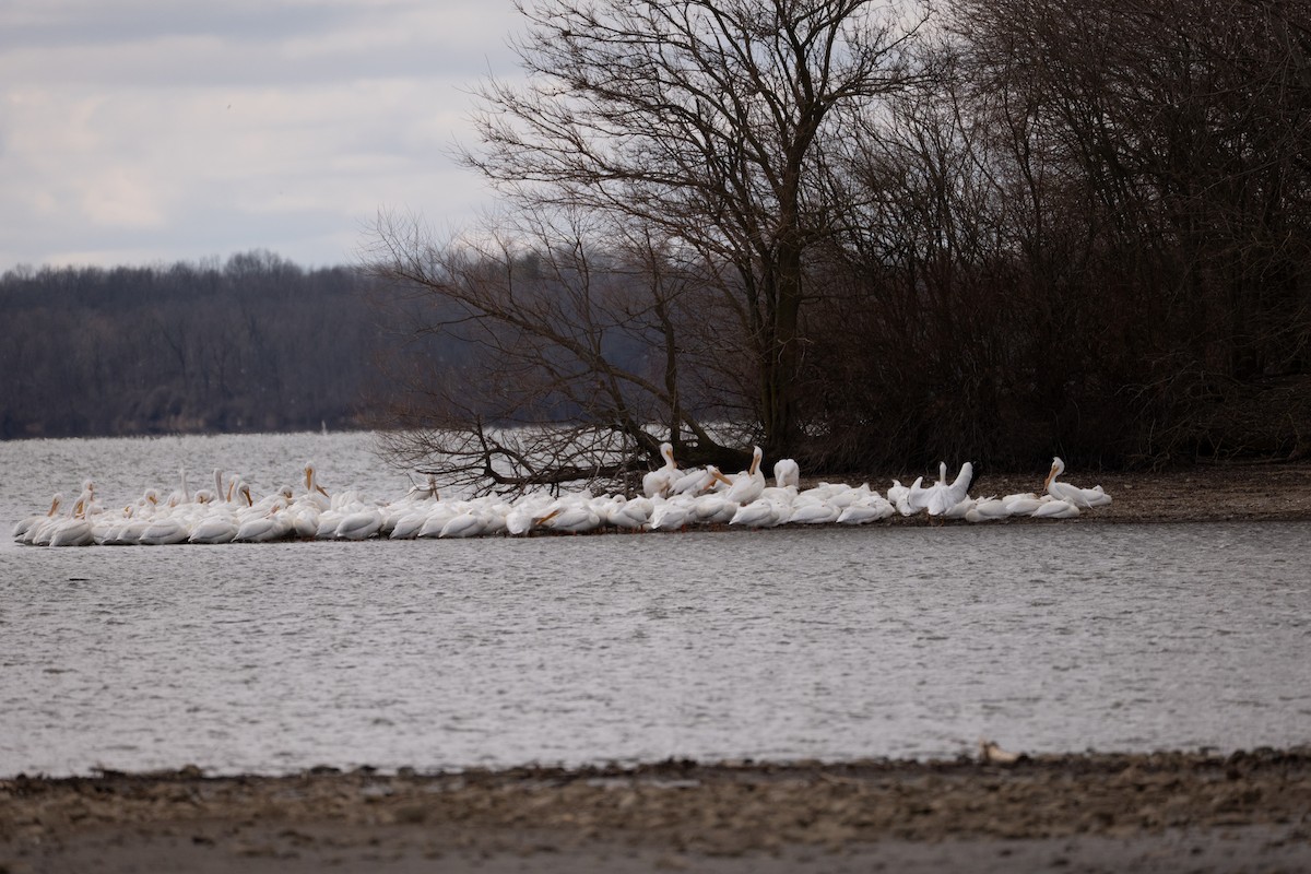 American White Pelican - ML631463916