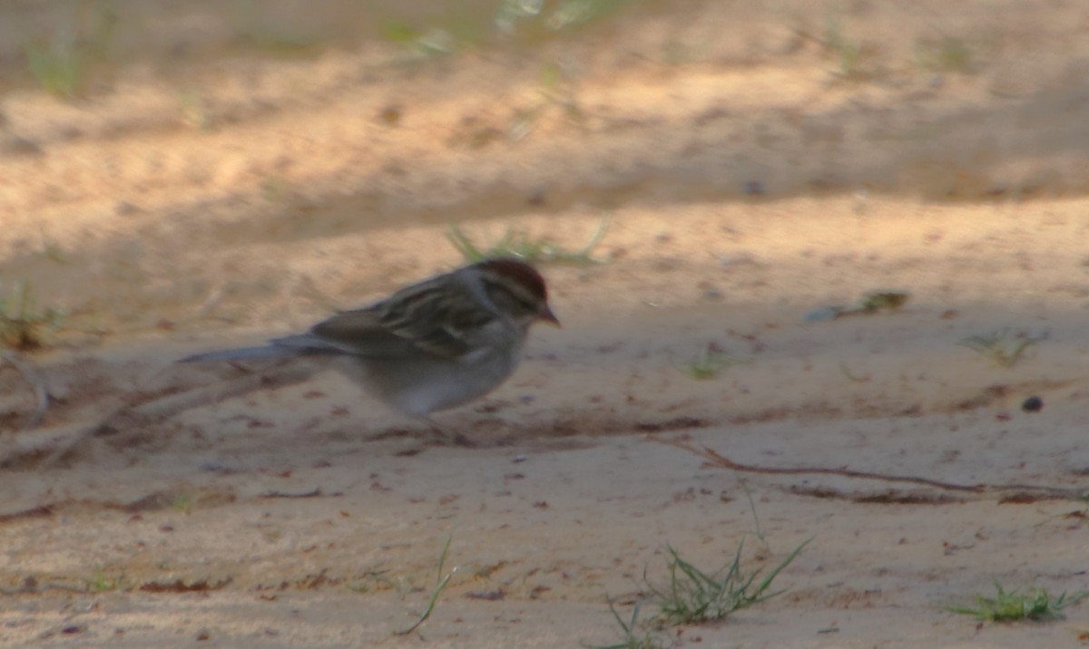 Chipping Sparrow - ML631463926