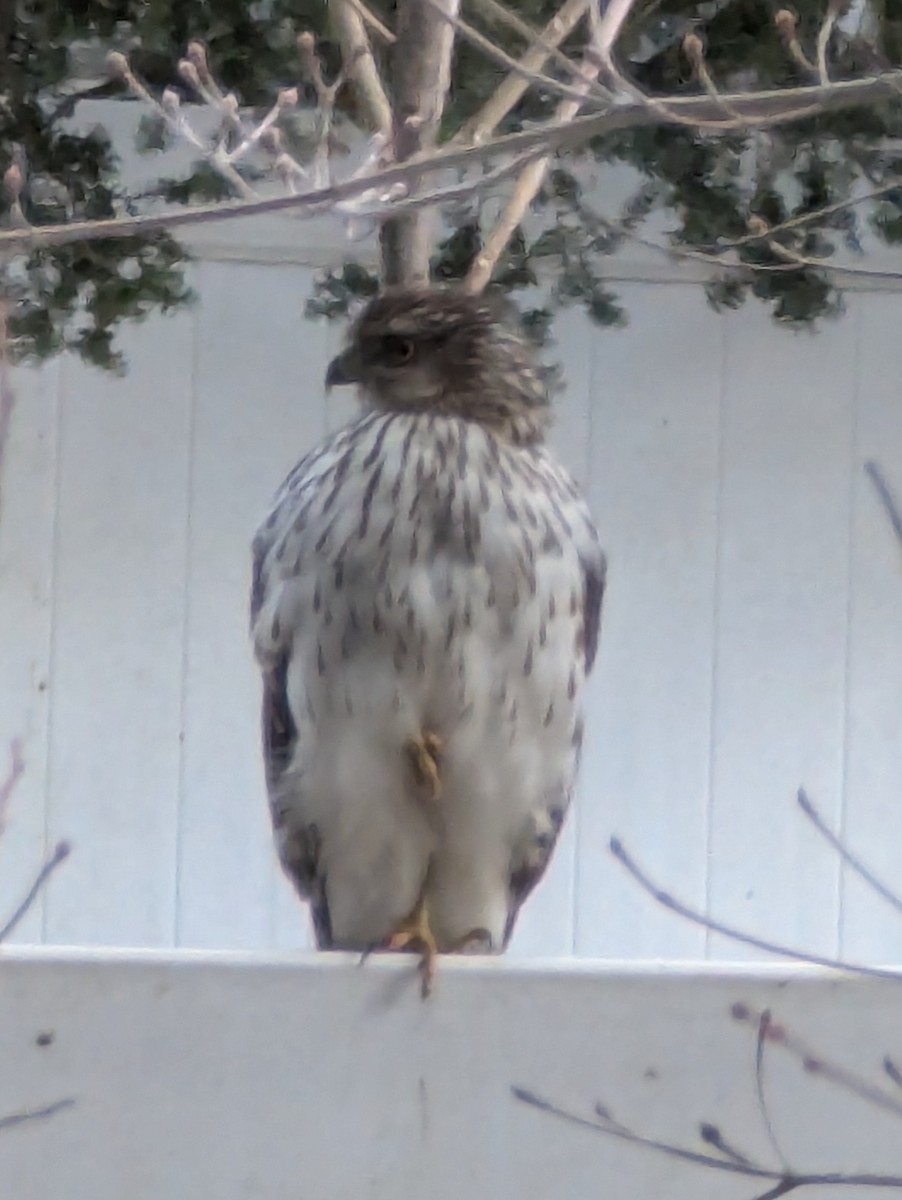 Cooper's Hawk - ML631463985