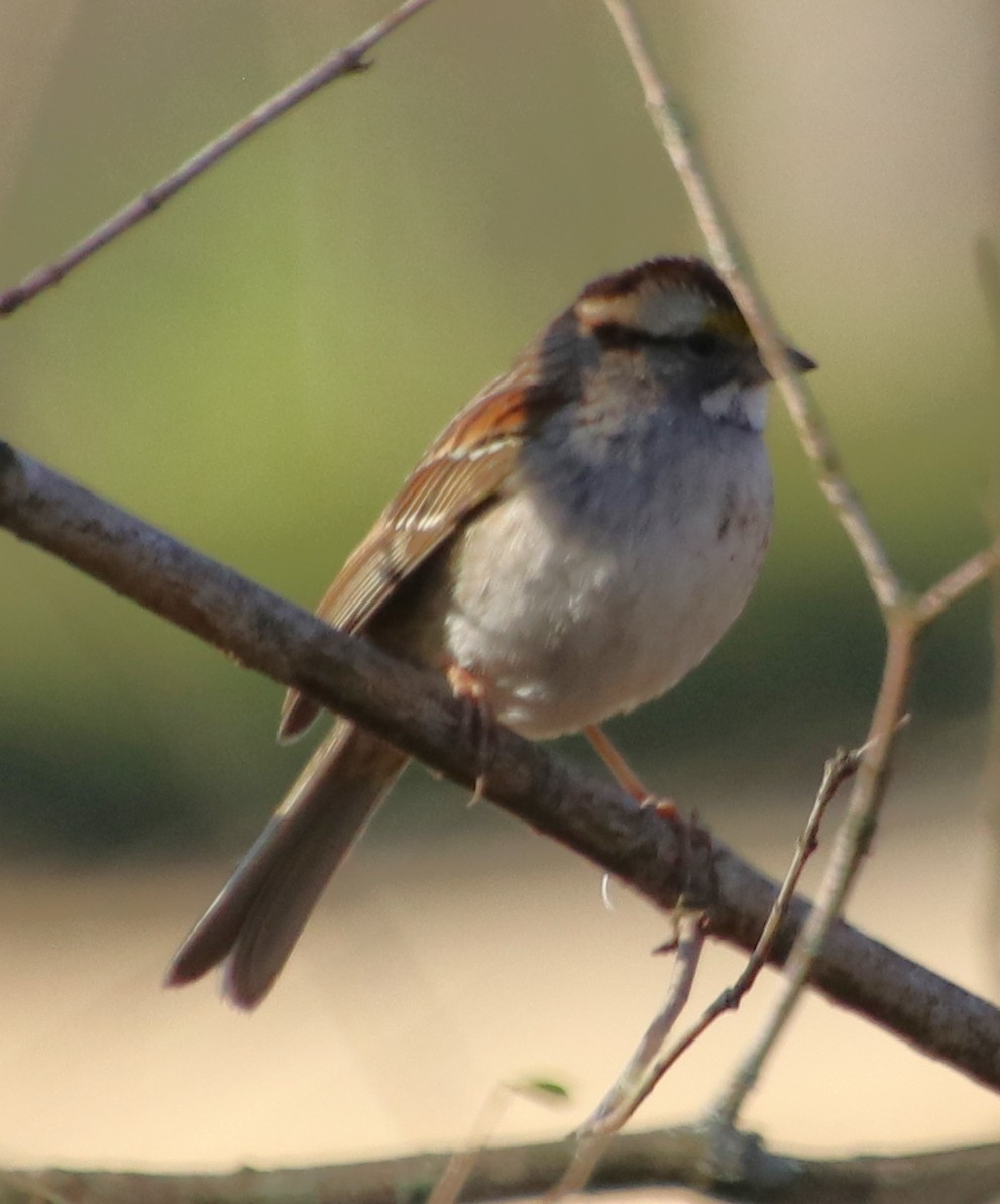 White-throated Sparrow - ML631463996