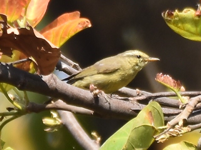 Tickell's Leaf Warbler (Tickell's) - ML631464020