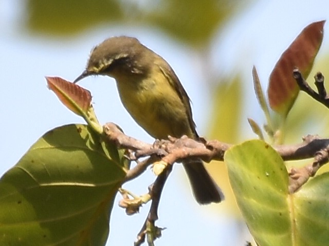 Tickell's Leaf Warbler (Tickell's) - ML631464071