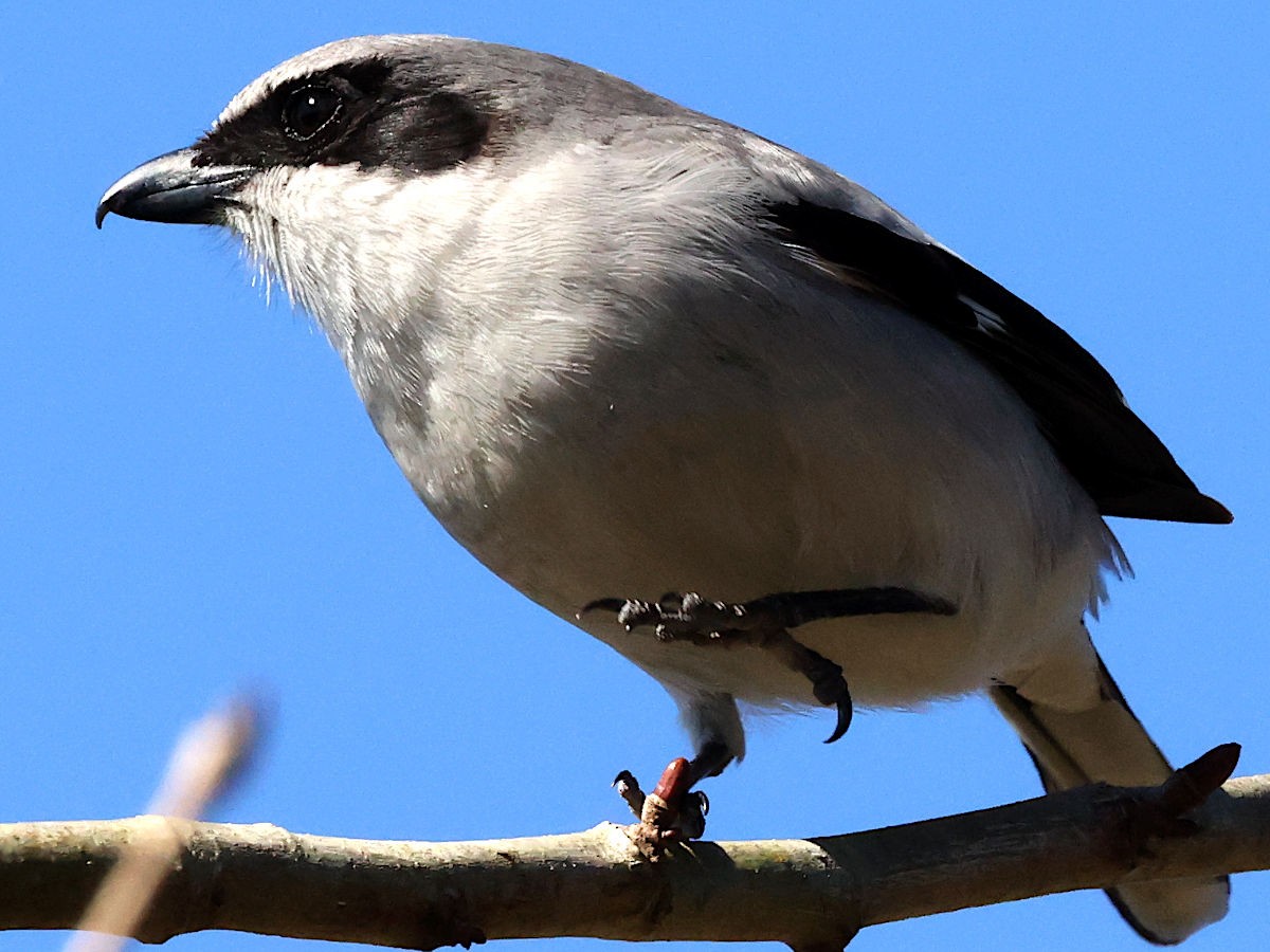 Loggerhead Shrike - ML631464182