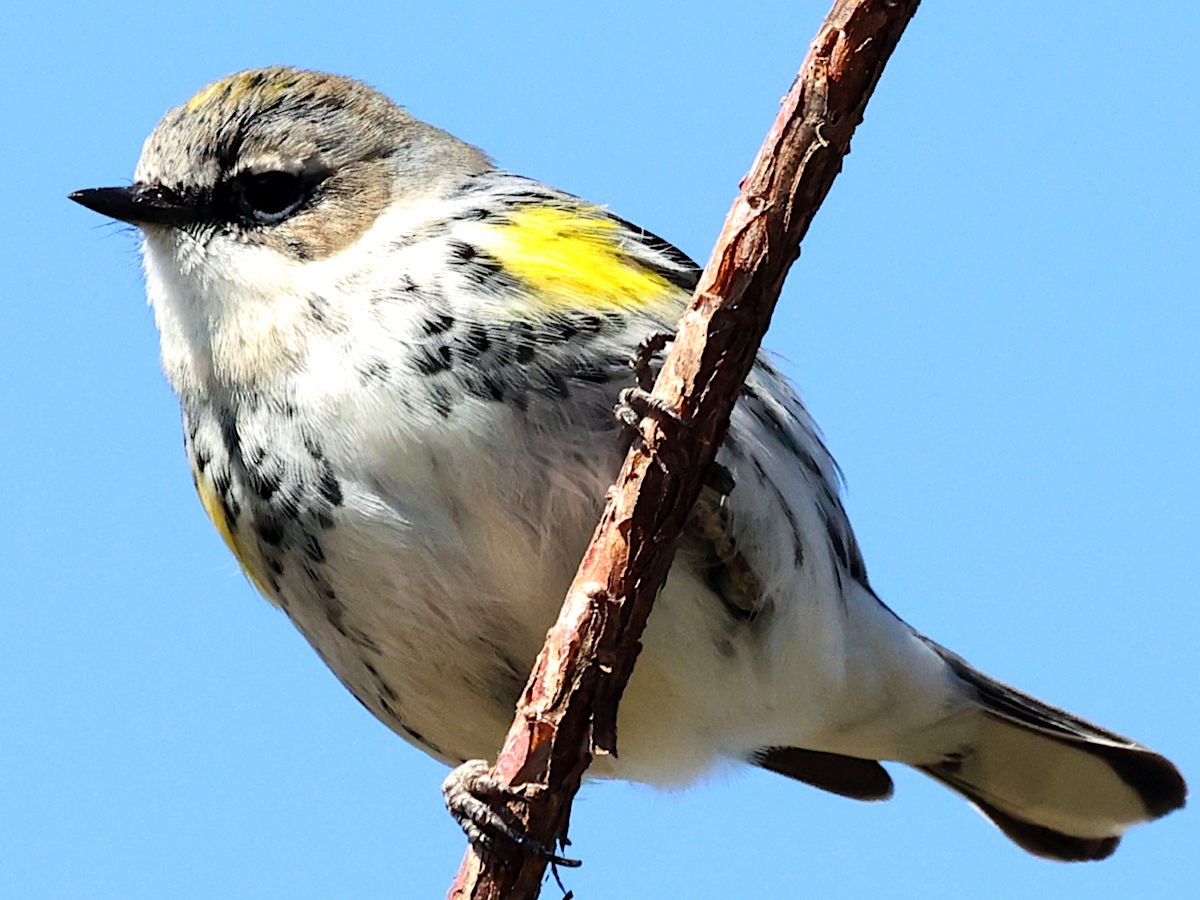 Yellow-rumped Warbler - ML631464186