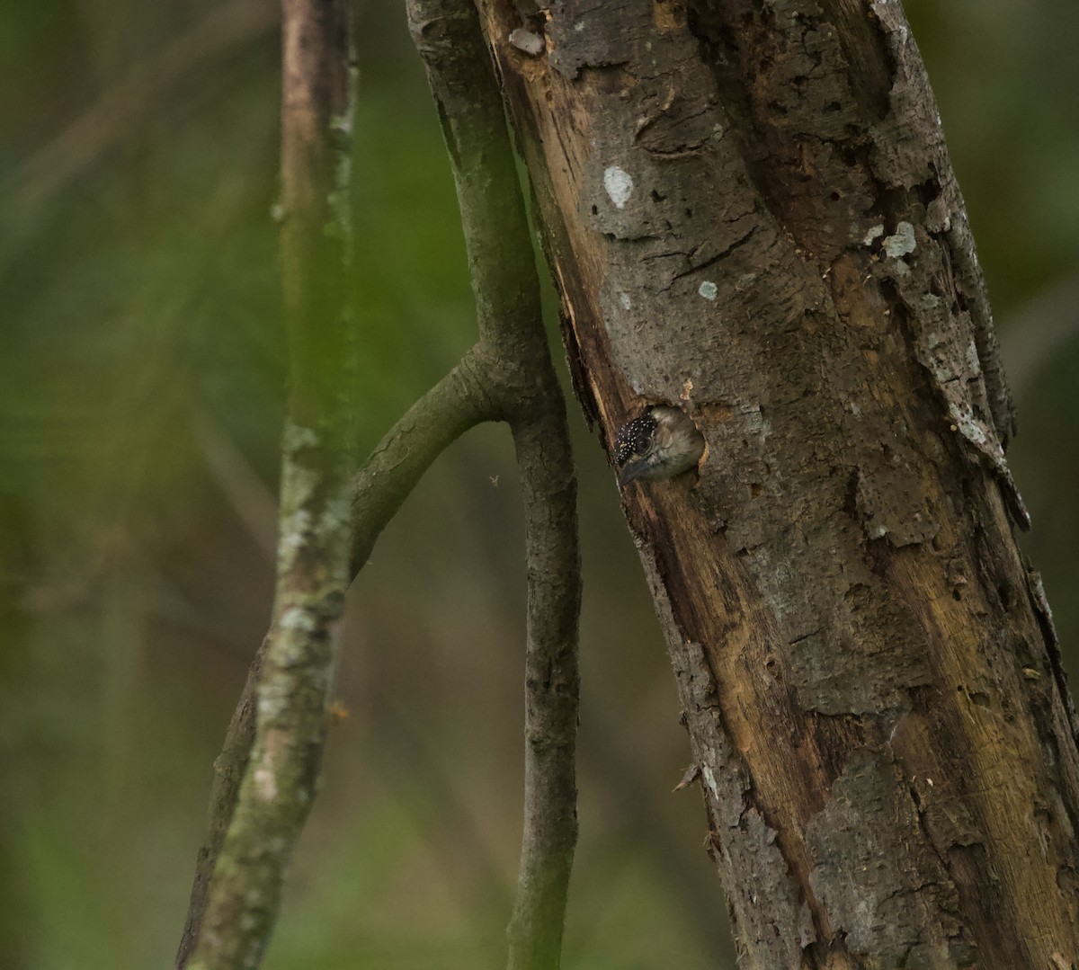 Grayish Piculet - ML631464197