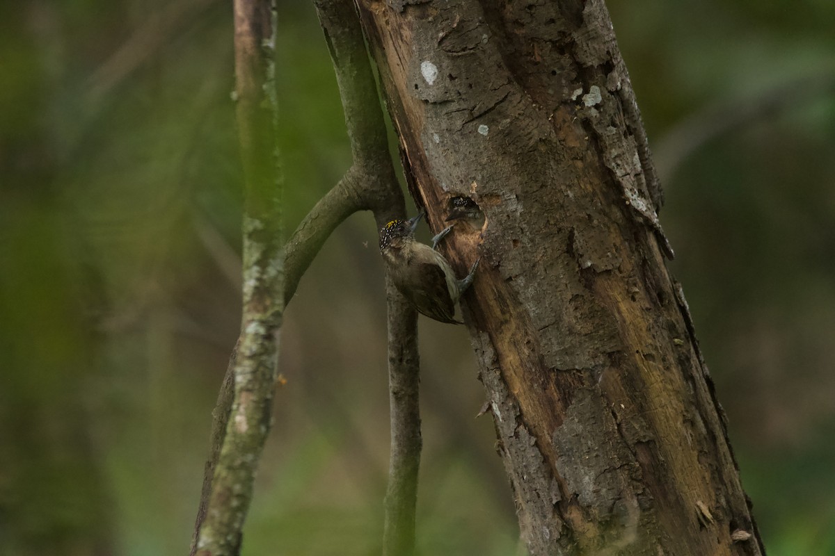 Grayish Piculet - ML631464198