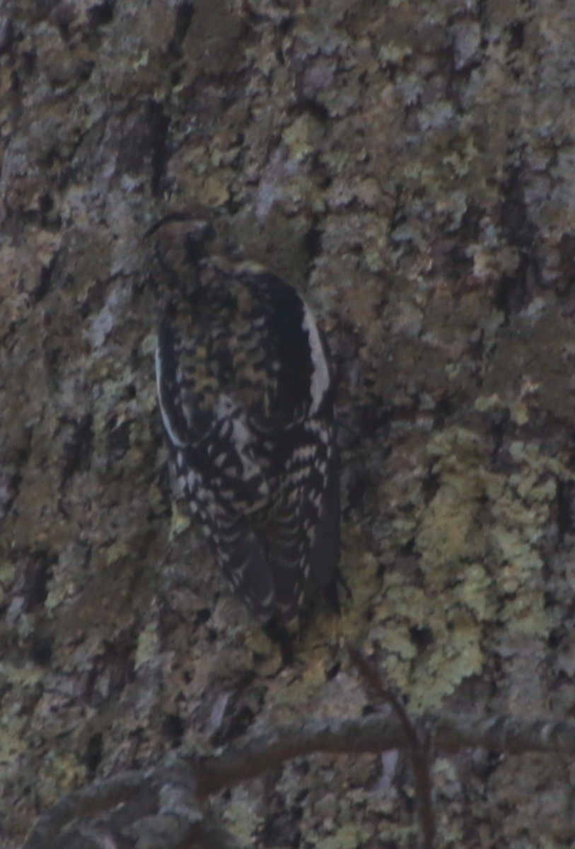Yellow-bellied Sapsucker - ML631464238