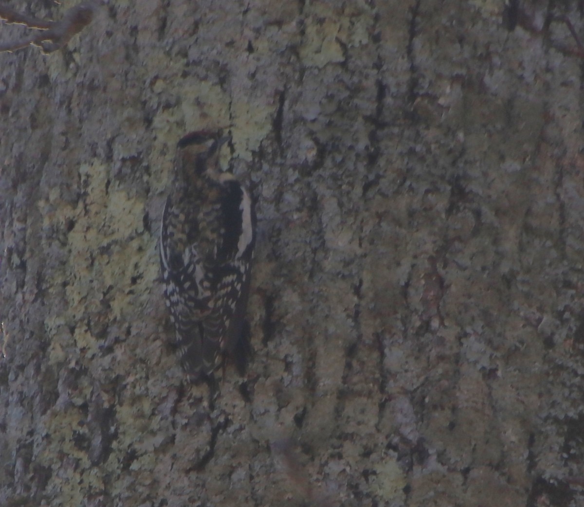 Yellow-bellied Sapsucker - ML631464342