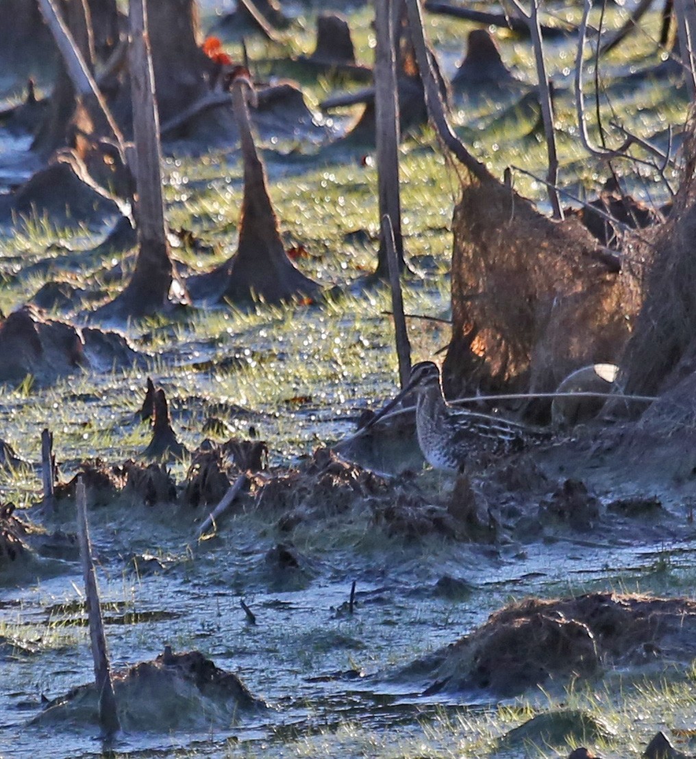 Wilson's Snipe - ML631464368