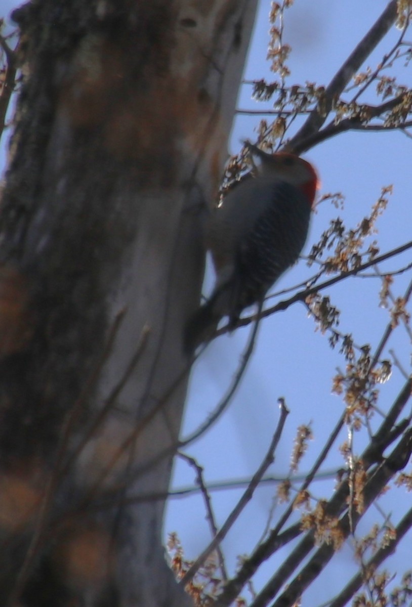 Red-bellied Woodpecker - ML631464529