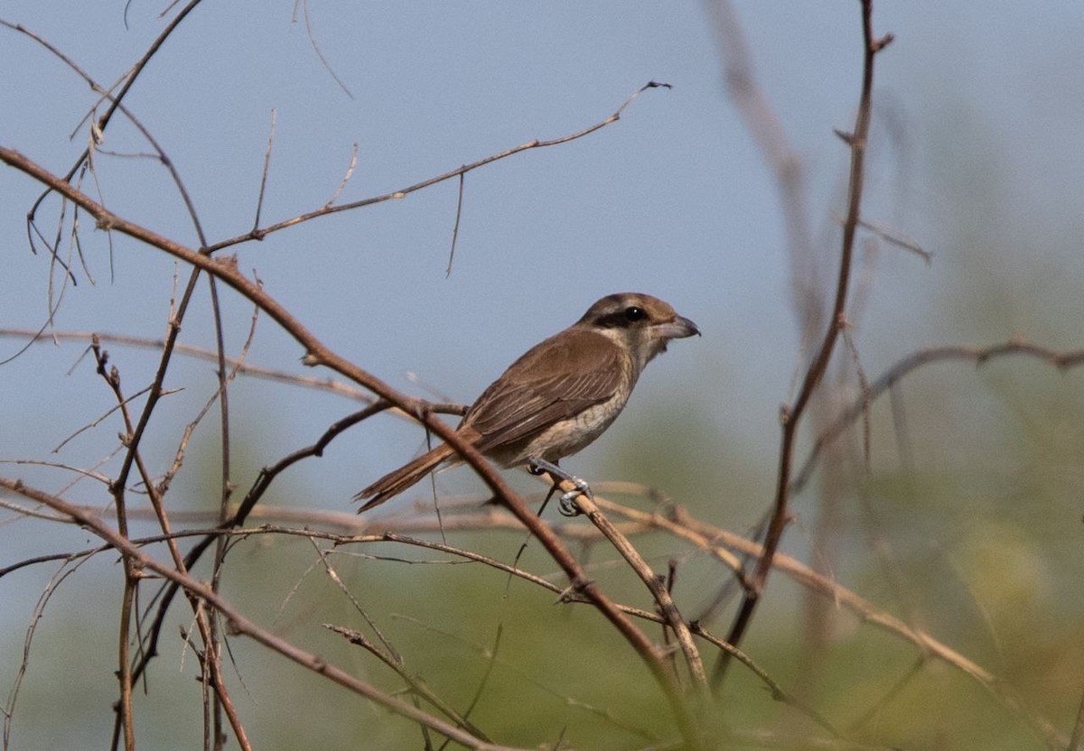 Brown Shrike - ML631464530
