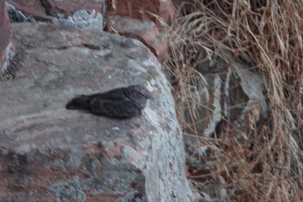 Freckled Nightjar - ML631464535