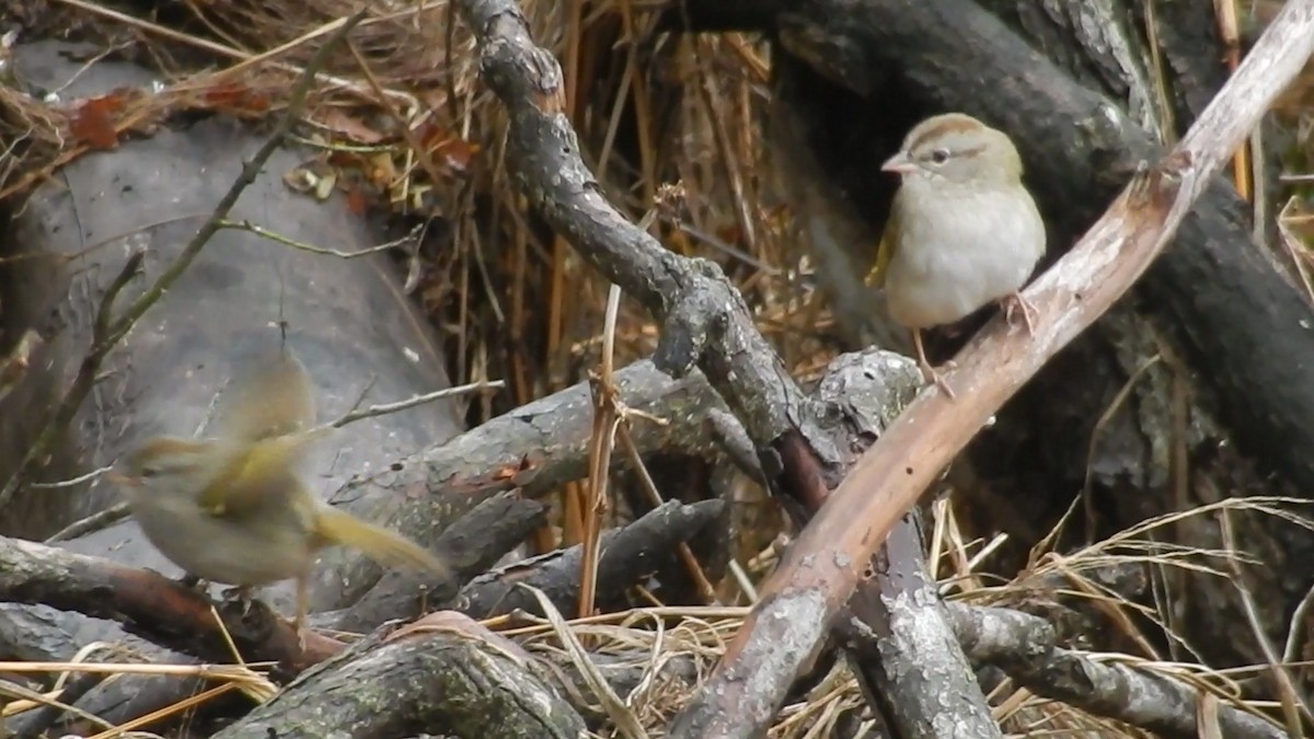 Olive Sparrow - ML631464619