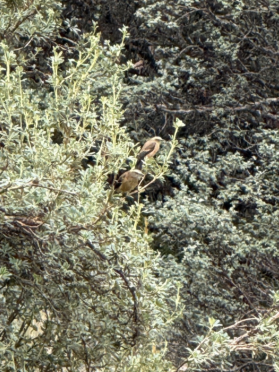 Brown-backed Chat-Tyrant - ML631464625