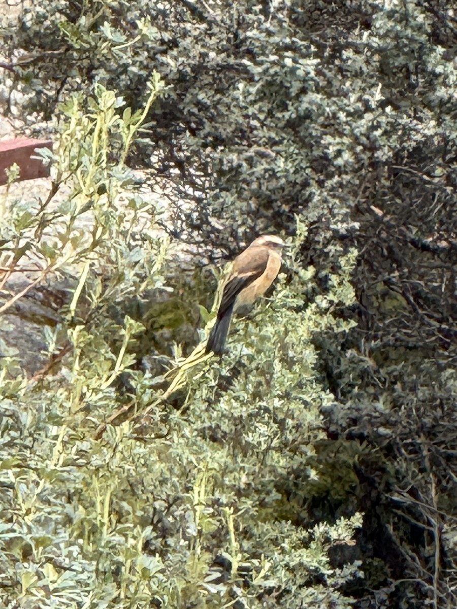 Brown-backed Chat-Tyrant - ML631464626