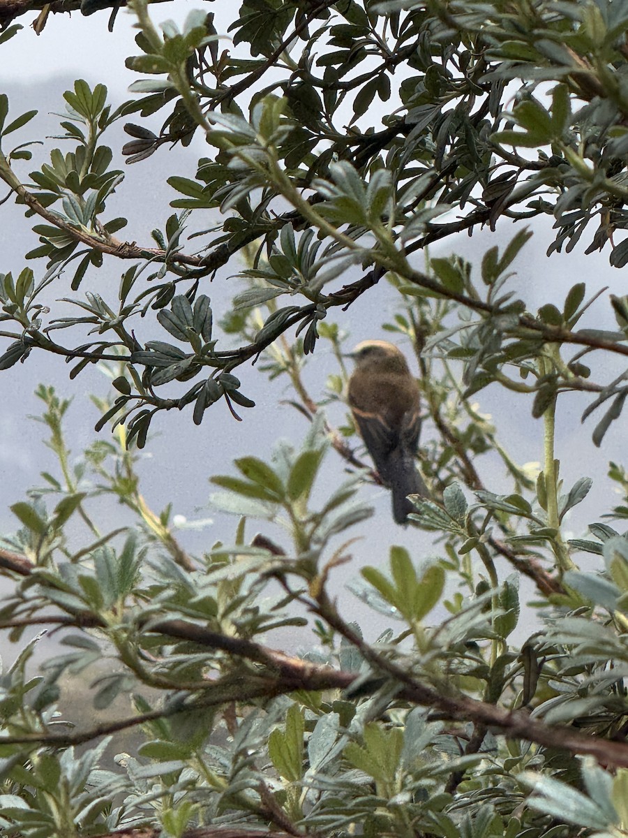 Brown-backed Chat-Tyrant - ML631464627