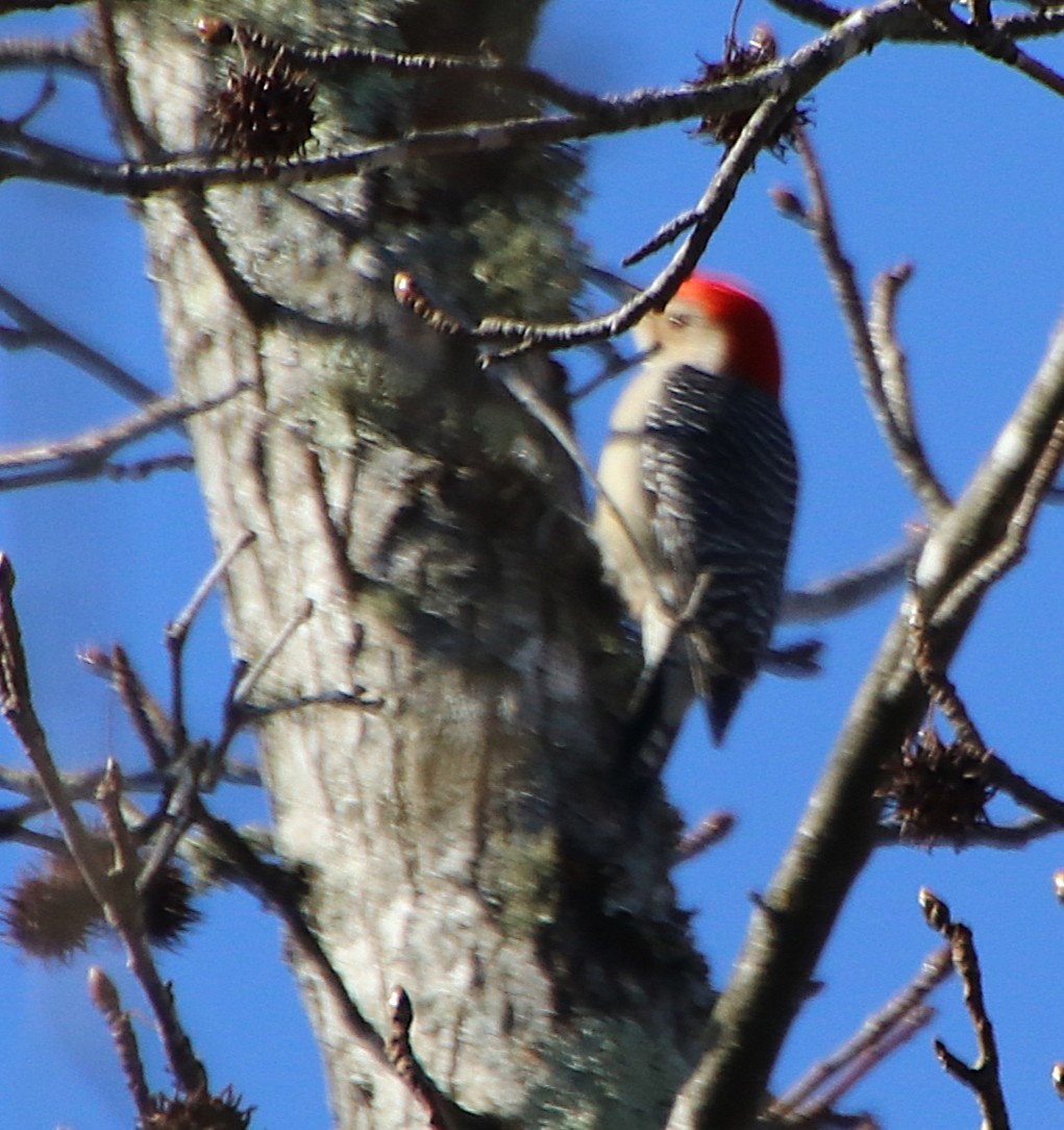 Red-bellied Woodpecker - ML631464631