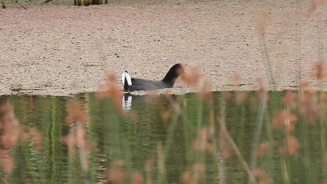 Red-fronted Coot - ML631464663