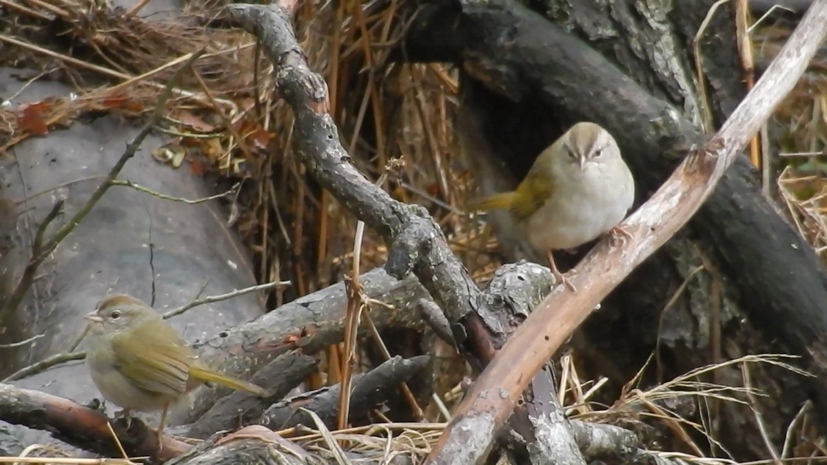 Olive Sparrow - ML631464664