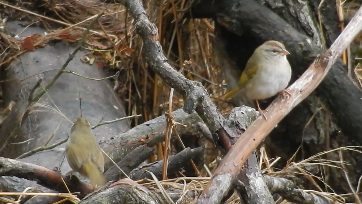 Olive Sparrow - ML631464696