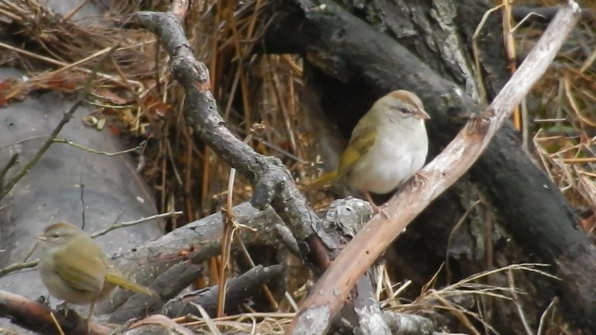 Olive Sparrow - ML631464708