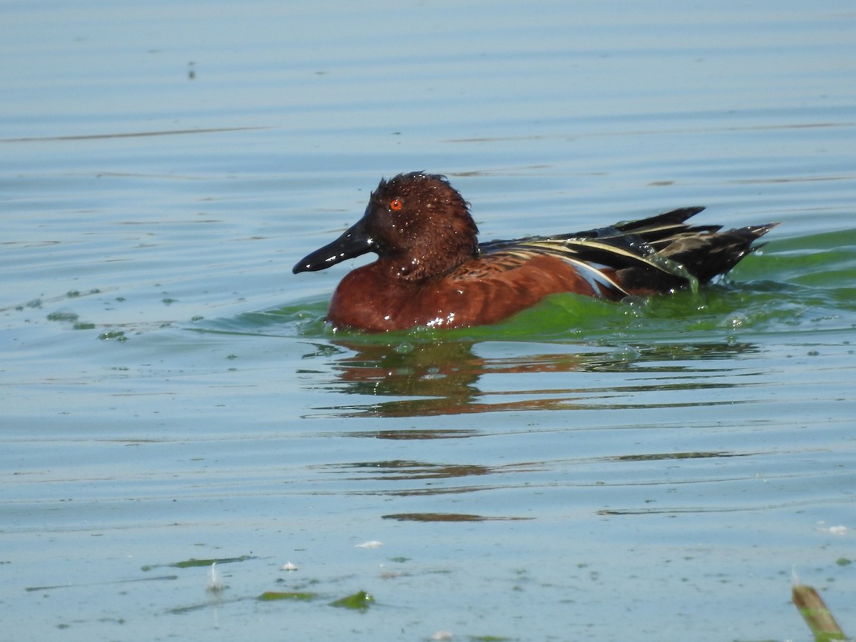 Cinnamon Teal - ML631464709