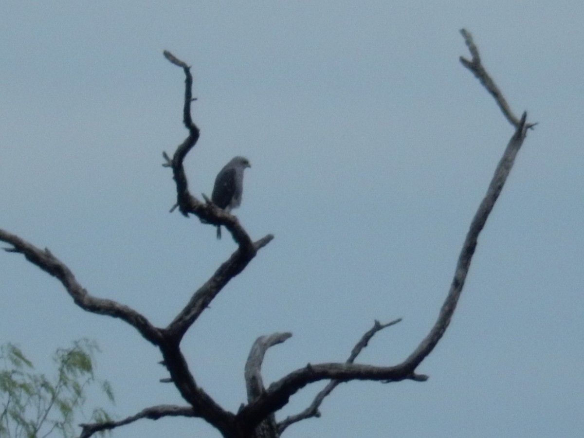 Gray Hawk - ML631464727