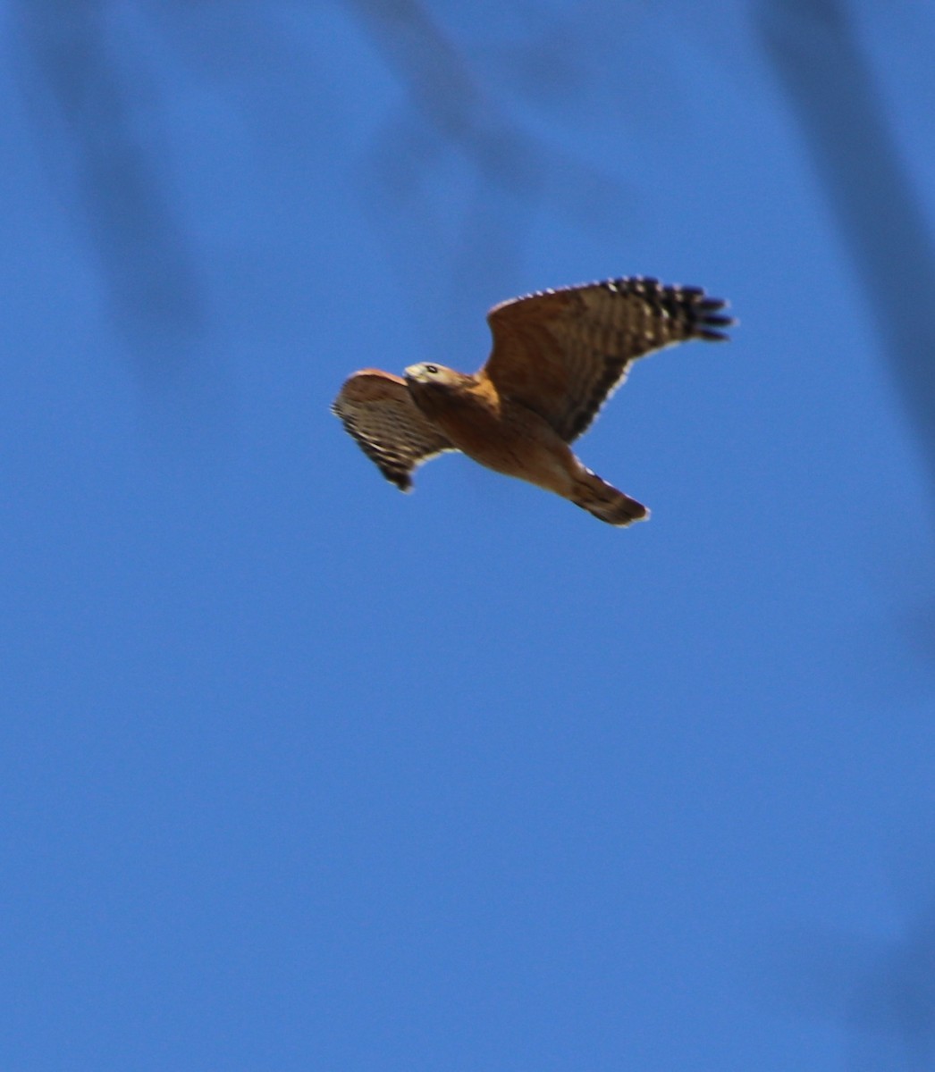 Red-shouldered Hawk - ML631464739