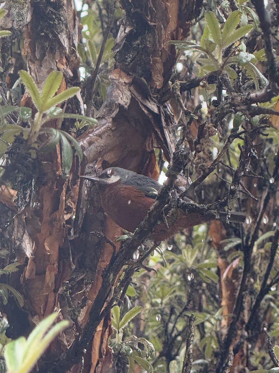 Giant Conebill - ML631464789