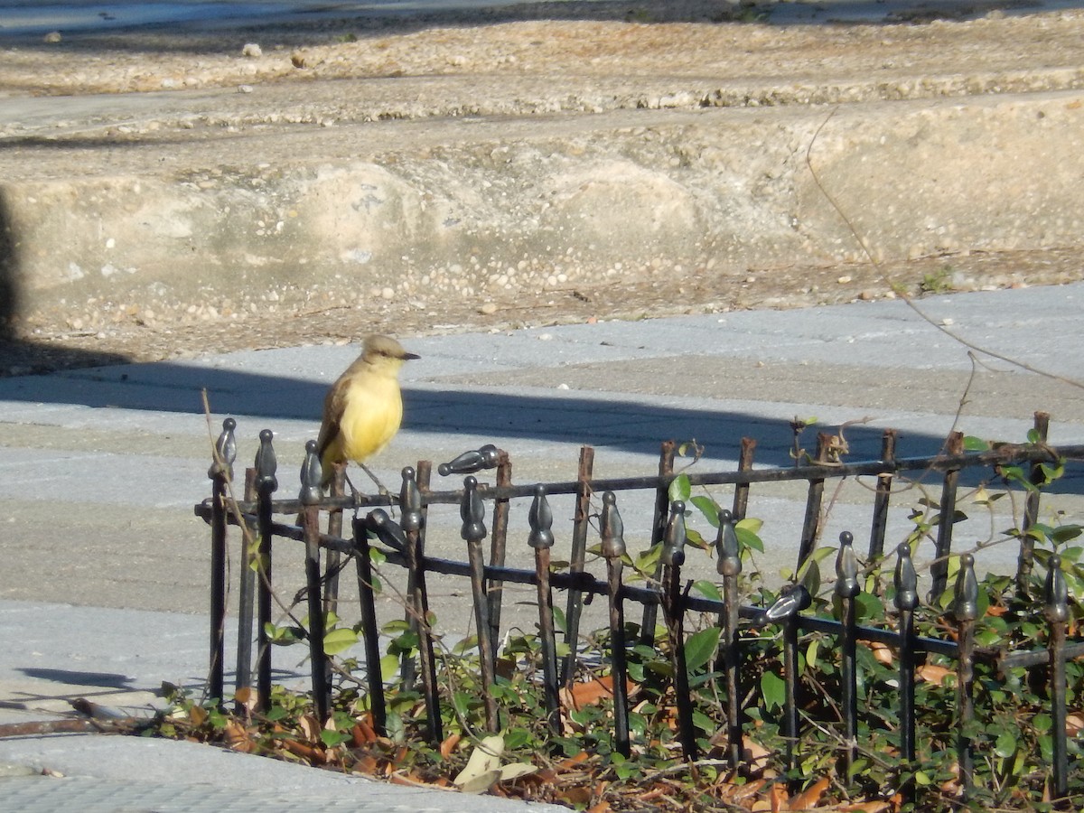 Cattle Tyrant - ML631464793