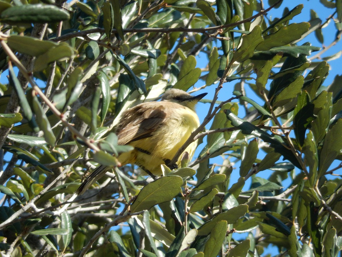 Cattle Tyrant - ML631464854