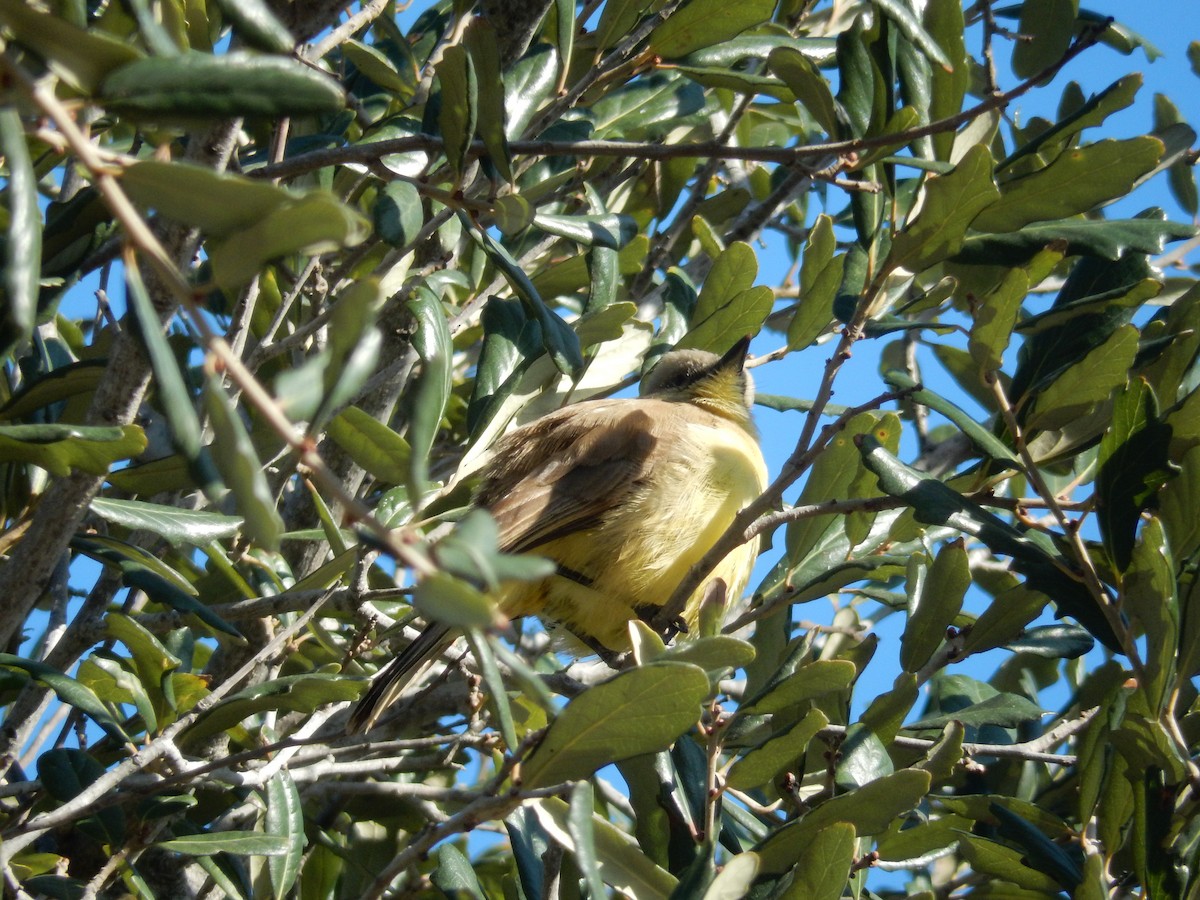 Cattle Tyrant - ML631464863